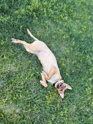 Penny puppy.