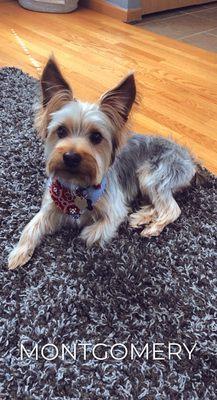 My 7 month yorkie