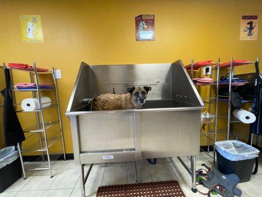 Pup in a tub