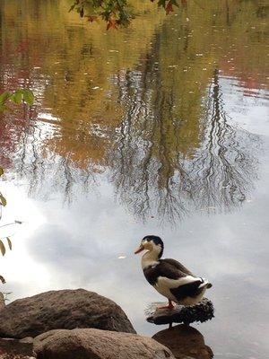 Duck at the pond. Photo courtesy: Pat Ix