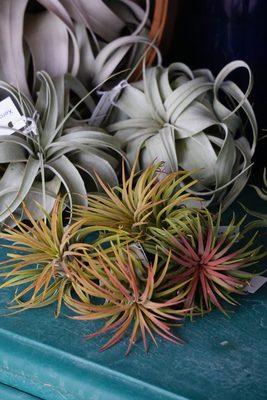 Tillandsias