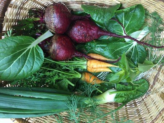 Our Fall Garden Harvest