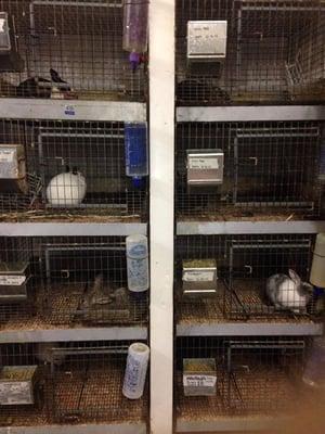 This is how they keep their rabbits as of January, 2015. Anyone who knows rabbits knows this is a TERRIBLE way to keep them.