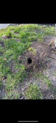 Do you see mounds in your yard?? It's probably gophers or moles, doing damage to your landscape, call us