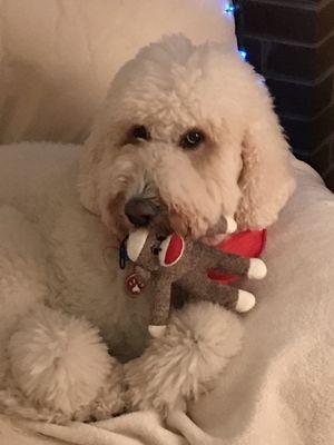 Juno settles down with her monkey after a fun day at Sheer Heaven Pet Resort.