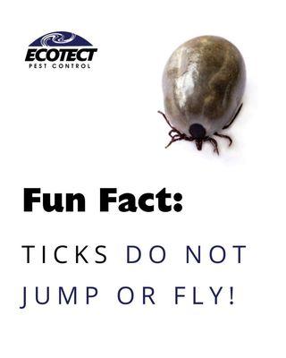 Ecotect Scientific Pest Elimination provides organic tick treatments for your yard! Pet pesticide exposure is a real problem!