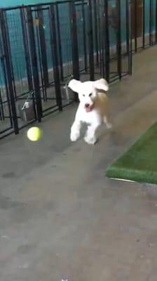 Zuri is having a blast chasing a ball in our large indoor play area. Cage free doggy daycare.