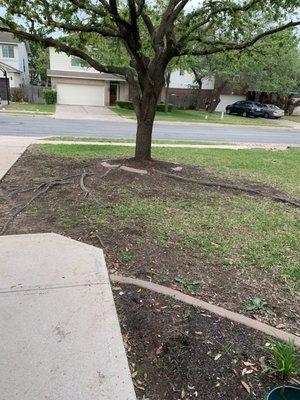 Before-grass would not grow under tree.  Erosion exposing roots.