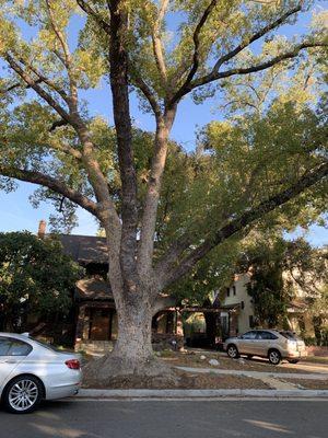 11/5/22 George Mcfly climbed this tree