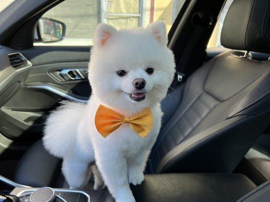 Kumo always so happy after the groomers, thanks Jessica!