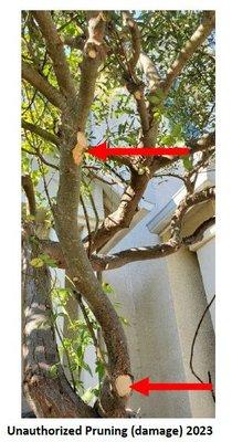 From an independent arborist's report about the damage done to our tree by A Plus Tree (Vallejo, CA) during its trespass.