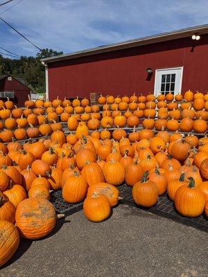 Pumpkin Stadium