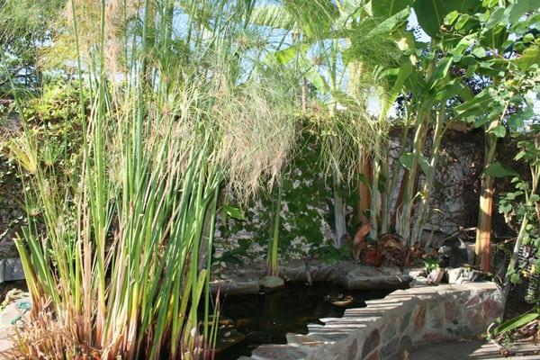 Science Lab Pond