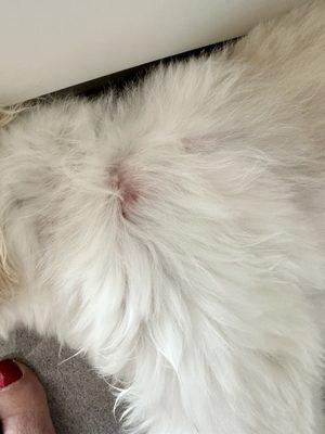 Petbar Aventura injured our dog during grooming on May 12, 2024.  The vet said its razor burn and looks infected in a couple of spots -