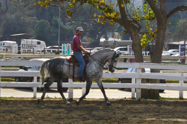 Andalusian Stallion