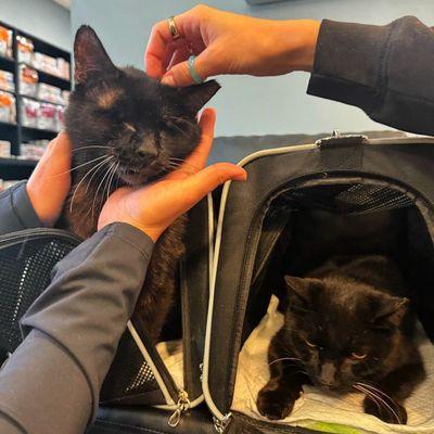 Theo and Millie at Cole Animal Clinic