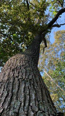 Gabriel Tree Service