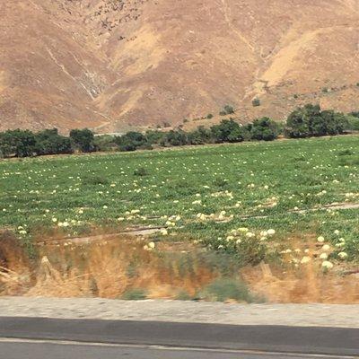 Watermelons growing just off the main highway into town.