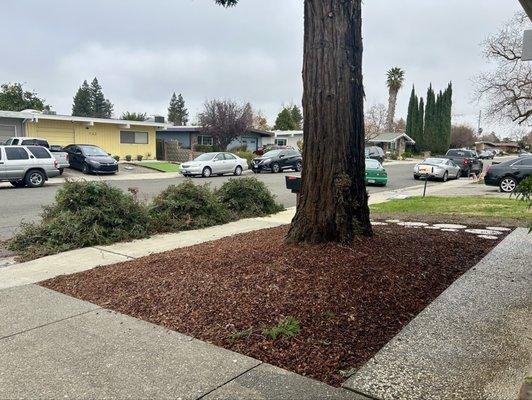 Clean piles of branches