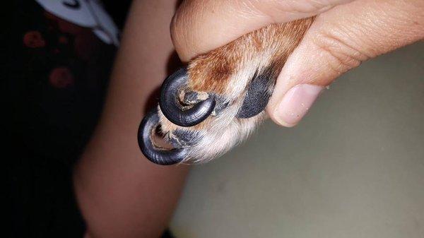 many of the dogs had nails imbedded into their paws, how painful that must have been for them! a simple nail trim could have helped!