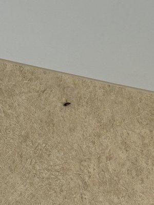 Roach on wall