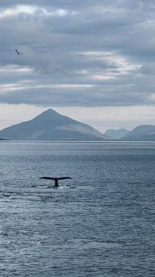 Whale bubbling