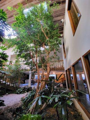 Atrium ficus tree