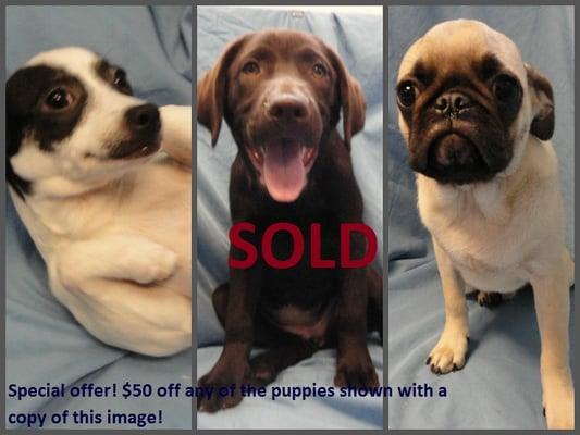 Don't miss out on this special offer! Our Labrador Retriever has already been sold, but our Chihuahua and our Pug are still look