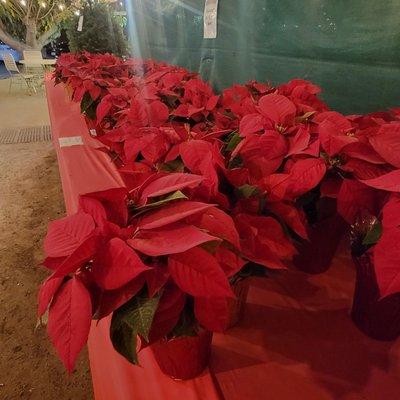 Christmas Flowers for sale