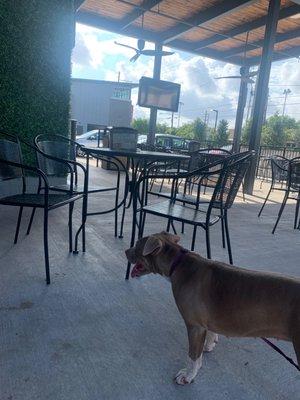 Happy dog at outdoor seating at new Rouses on Freret