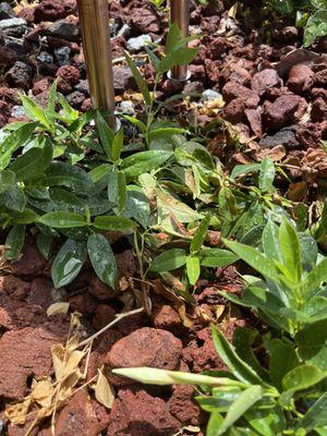 Trampled plants