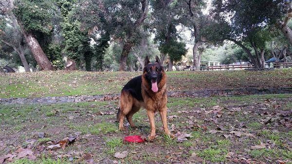 Sabre is our 4 year old German Shepherd.  He is feeling much better from his doctor appointment.