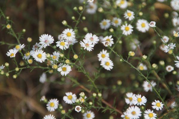 There are wildflowers throughout the vineyard.