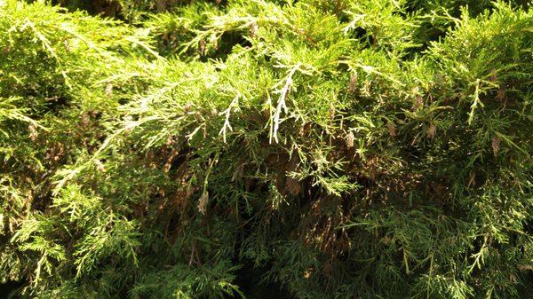 Bagworms on a Juniper