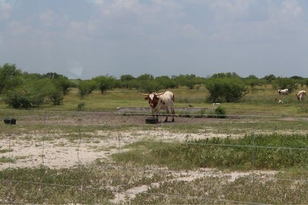 Longhorn