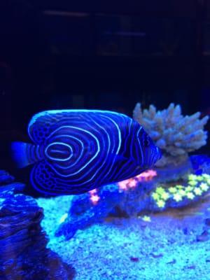 Beautiful emperor angelfish!