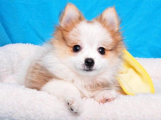 Cute Pomeranian puppy.