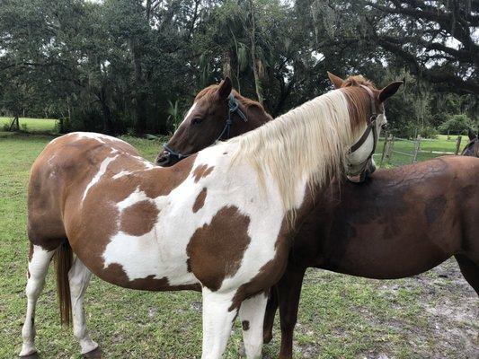 Shenandoah Stables