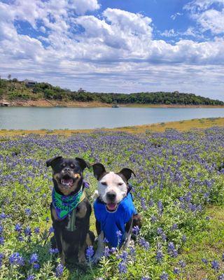 The bluebonnets are here!