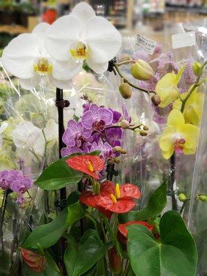 Orchids