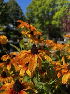 Cone flower