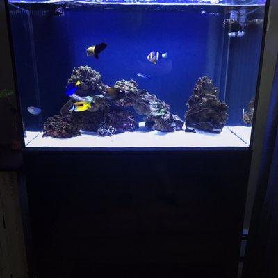 I purchased the tank, live stock and plumbing from blureef and it's a true show piece in my house