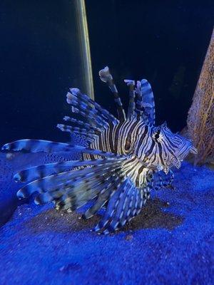 Lion Fish