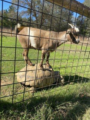 Goat hitching a ride on a giant tortoise