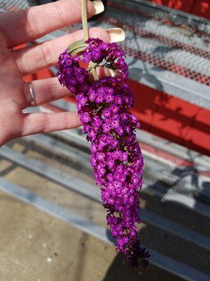 Butterfly bush