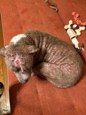 My foster dog, has not improved - pictured here on August 4th. She was treated for mange.