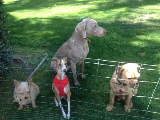 Palm Springs Doggie Daycare