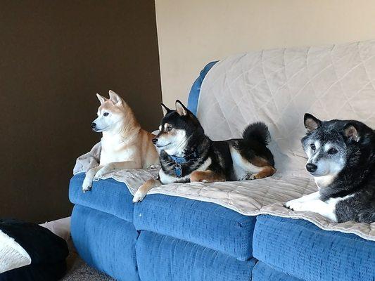 Rocky black & tan w/Mia on far right, parents to Maggie, Mia passed so Rocky lives w/Charlie (far left) Lebanon, IN