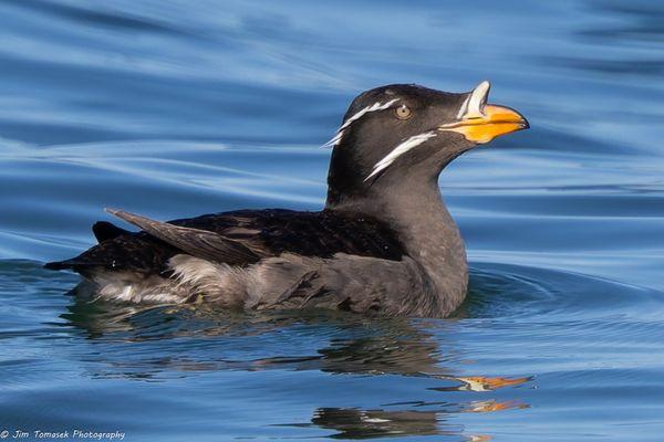 Skagit Guided Adventures