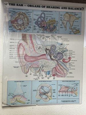 Audiologist used poster to explain findings in different parts of the ear